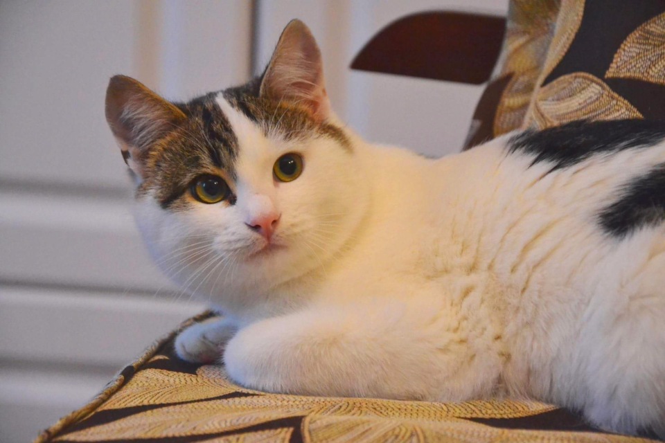 Описание породы эгейской кошки с фото