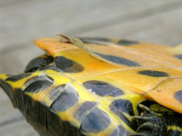 Красноухая черепаха чешет панцирь почему