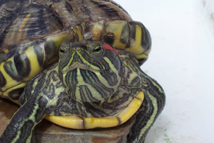 Спячка у красноухих черепах (15 фото): впадают ли они в спячку в домашних условиях и как это понять? как можно разбудить черепаху после зимней спячки?