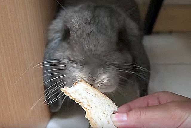 Можно ли давать кроликам хлеб или сухари