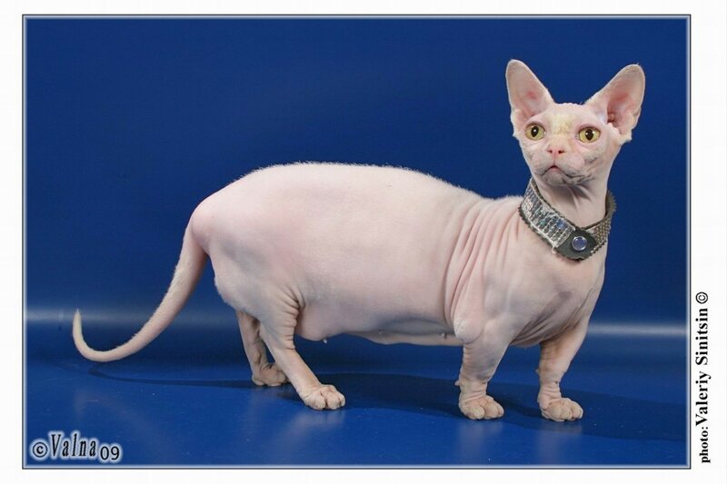 Кошка бамбино: описание породы с короткими лапами и большими ушами