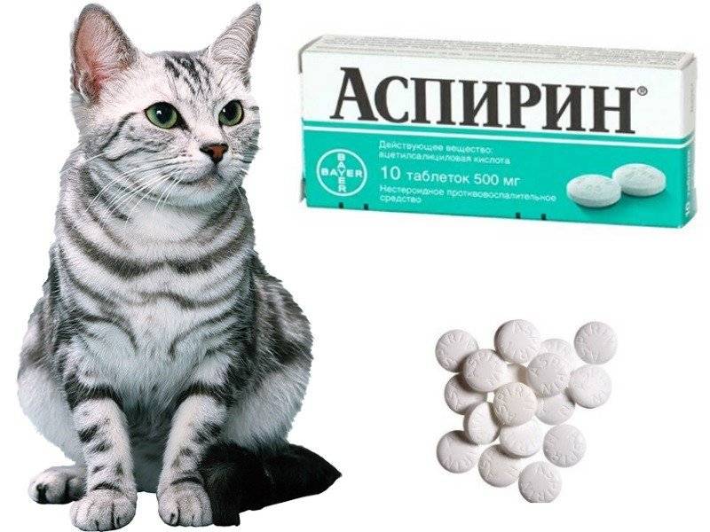 Как правильно дать таблетку кошке? как кошке дать таблетку антибиотика, от глистов, таблеткодавателем?