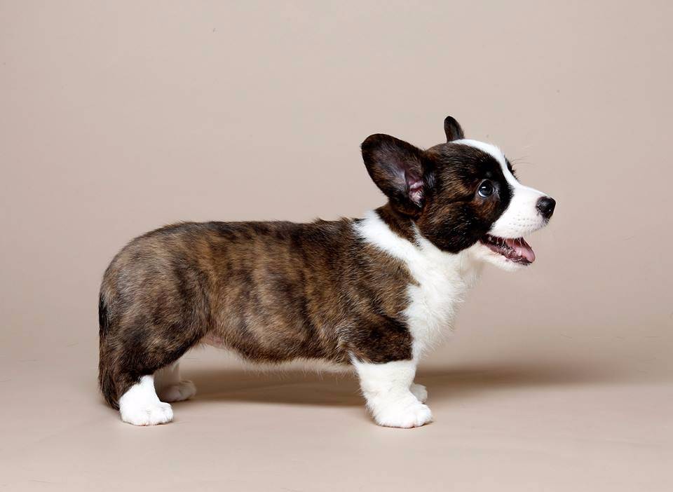 Собака корги: описание характера породы и сколько стоит щенок