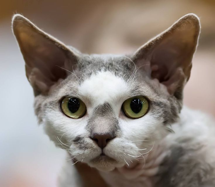 Топ-10 самых гипоаллергенных кошек - wlcat.ru