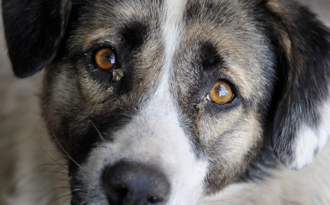 Умеют ли собаки плакать слезами, как люди – и в чем может быть причина слез?