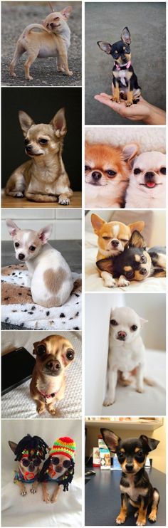 Самые маленькие породы собак: подойдут даже для однокомнатной квартиры