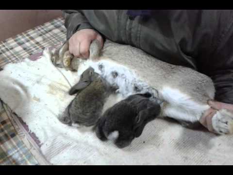 Сколько длится беременность у кроликов