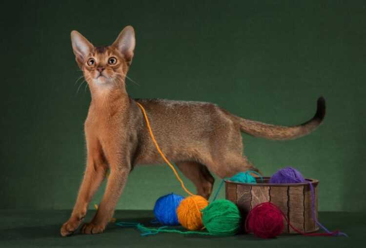 Абиссинская кошка: фото окрасов, описание породы, характер,цена