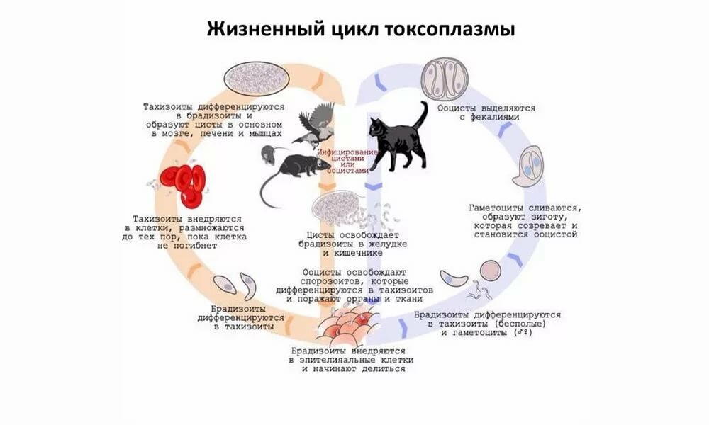 Токсоплазмоз у кошек — симптомы и лечение заболевания