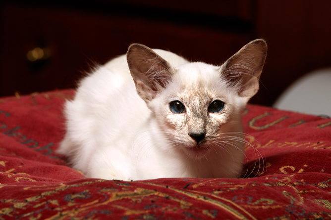 Балинезийская кошка : содержание дома, фото, купить, видео, цена