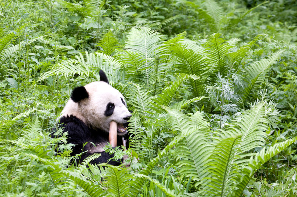 Интересные факты о пандах, которые поразят многих