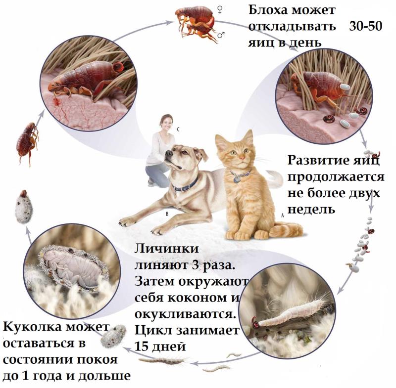 Внешние паразиты у кошек. блохи, вши, клещи и тд.