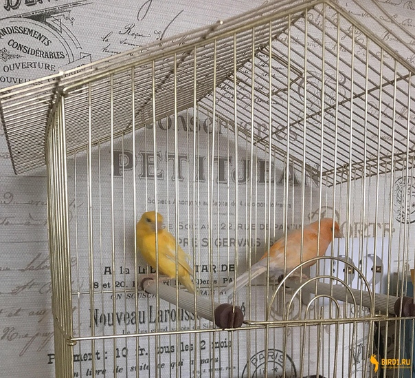 Каких птиц можно держать дома кроме попугаев