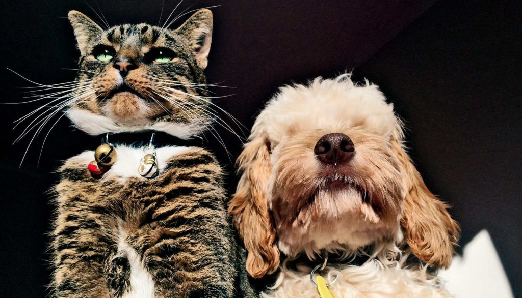 Есть вопрос: можно ли заразиться коронавирусом от кошки или собаки? | чс-инфо