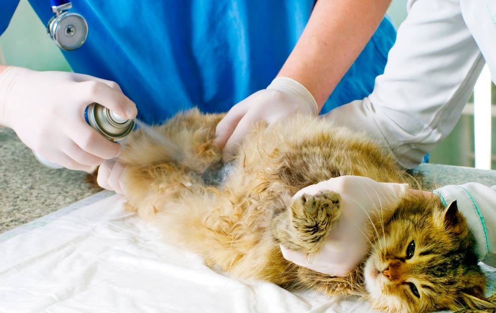 Кастрация и стерилизация кошек и собак