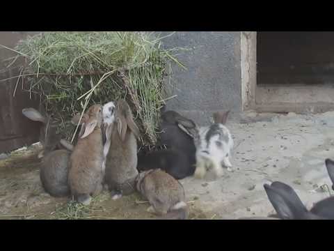 Советы начинающим по содержанию и выращиванию кроликов в домашних условиях