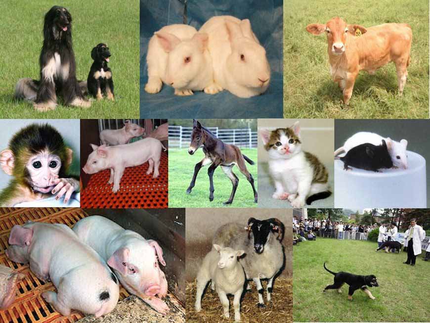 Клонированные собаки: 2005-20016