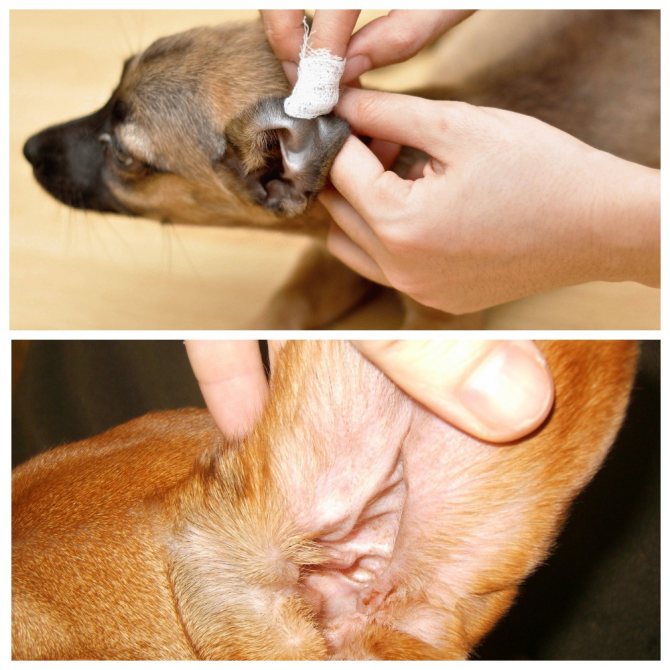 Как чистить уши собаке: нужно ли, как часто и правильно почистить в домашних условиях, средства для чистки, можно ли делать это хлоргексидином и перекисью водорода?