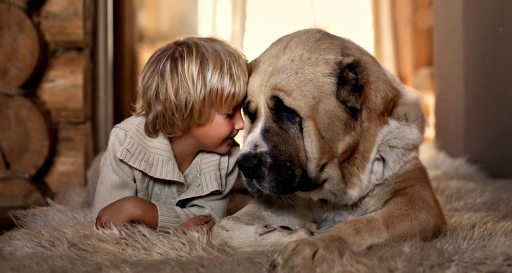 Самый лучший друг: может ли собака забыть хозяина?