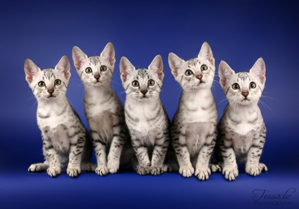 Каталог породы кошек: все виды, названия и фотографии, описание крупных, маленьких и необычных домашних котов, фото породистых питомцев
