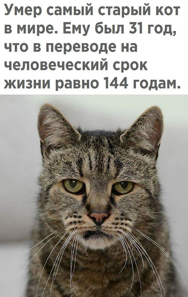 Шесть признаков старения у кошек