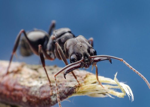Odontomachus monticola (муравей-капканчик)