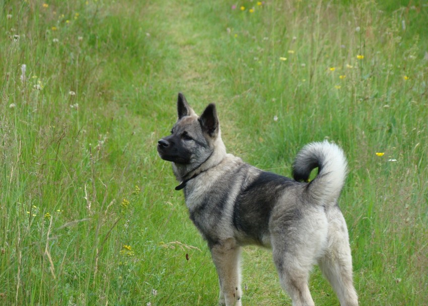 Порода собак норвежский элкхаунд: описание, характер, питание, уход и отзывы :: syl.ru