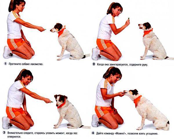 Дрессировка щенка – правила воспитания, советы и рекомендации