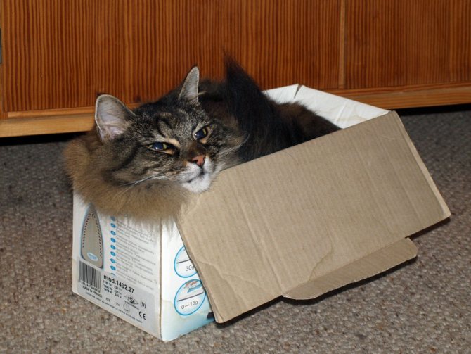 Почему коты и кошки любят коробки, в каких ещё местах им нравится прятаться