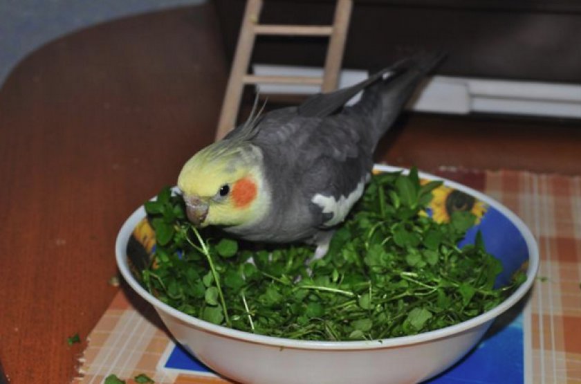 Как кормить попугая волнистого зернами