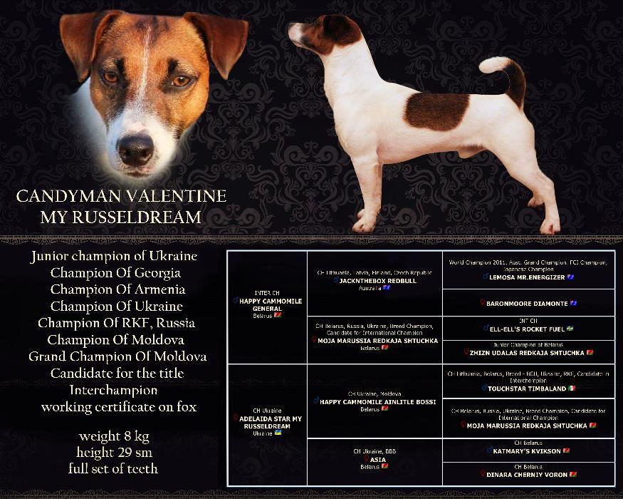 Описание, фото и характеристики охотничьей собаки породы джек рассел терьер