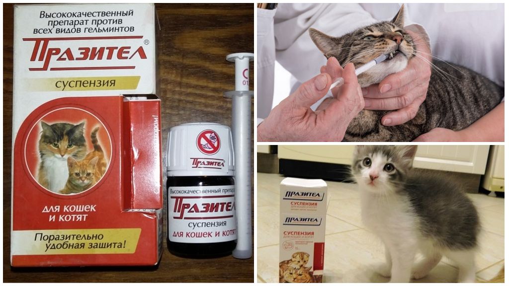 Суспензия празител для кошек и котят: инструкция по применению