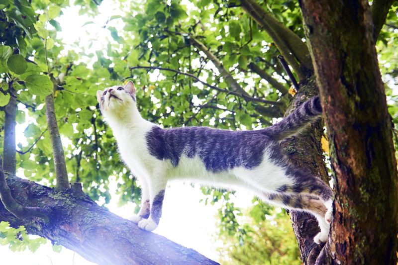 Как снять кота (кошку) с дерева самостоятельно. советы на petstory