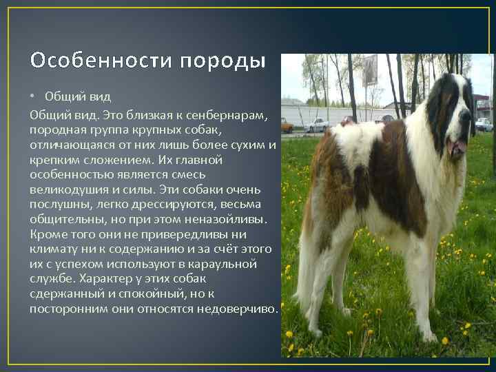 Бриар (порода собак) — фото, описание, характер и особенности содержания французской овчарки