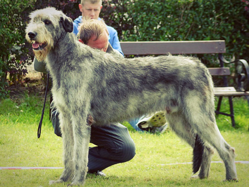 Ирландский волкодав собака. описание, особенности, уход и цена породы | sobakagav.ru