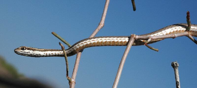 Стрела-змея. вид: psammophis lineolatus brandt = стрела-змея смотреть что такое "стрела-змея" в других словарях