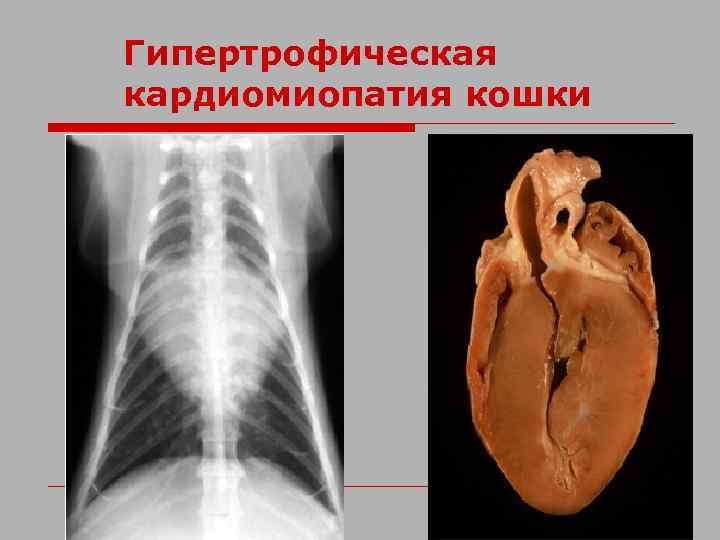 Гипертрофическая кардиомиопатия у кошек (диагностика, лечение) гкмп кошек (этиология, патогенез)