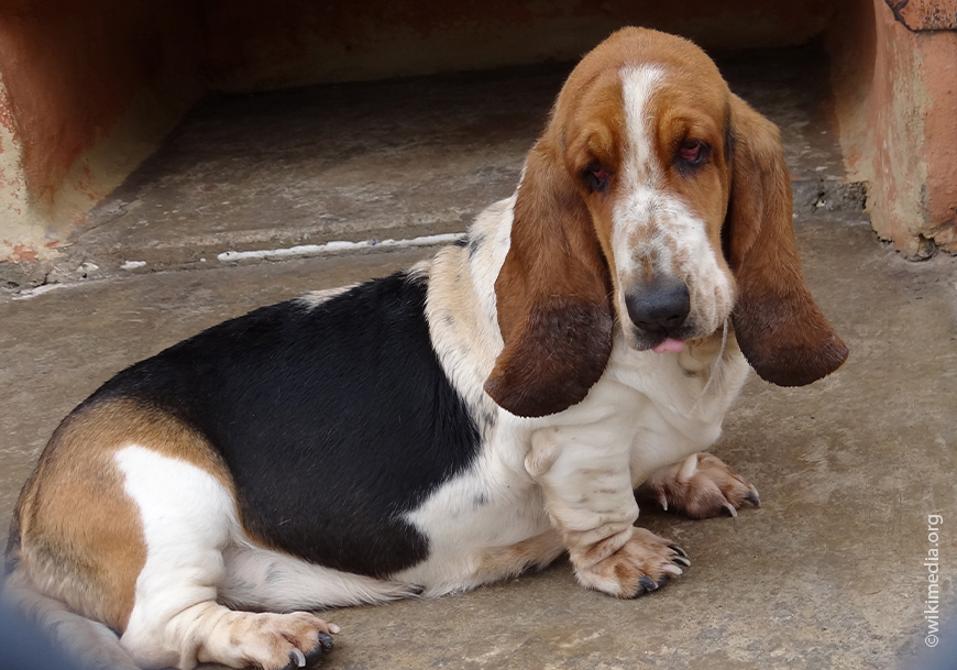 Породы собак с длинными ушами: преимущества и недостатки пород, особенности ухода