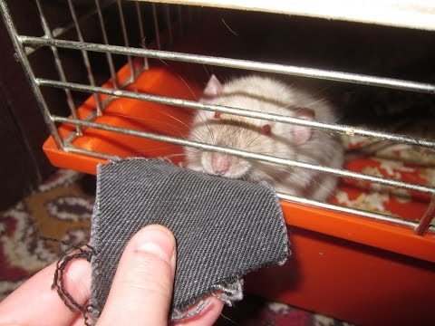 Как отучить домашнюю крысу кусаться: инструкция