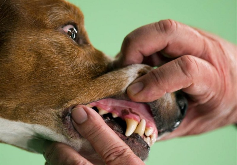 Почему собака дышит часто и тяжело: причины, симптомы, первая помощь