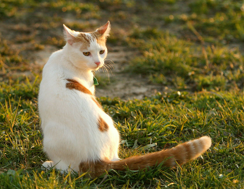 Турецкий ван: описание породы кошек с фото, стоимость