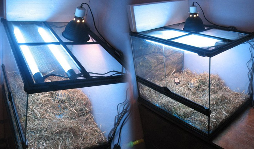 Ультрафиолетовая лампа для черепах: правильное применение, польза облучения. лампы ультрафиолетовые - все о черепахах и для черепах