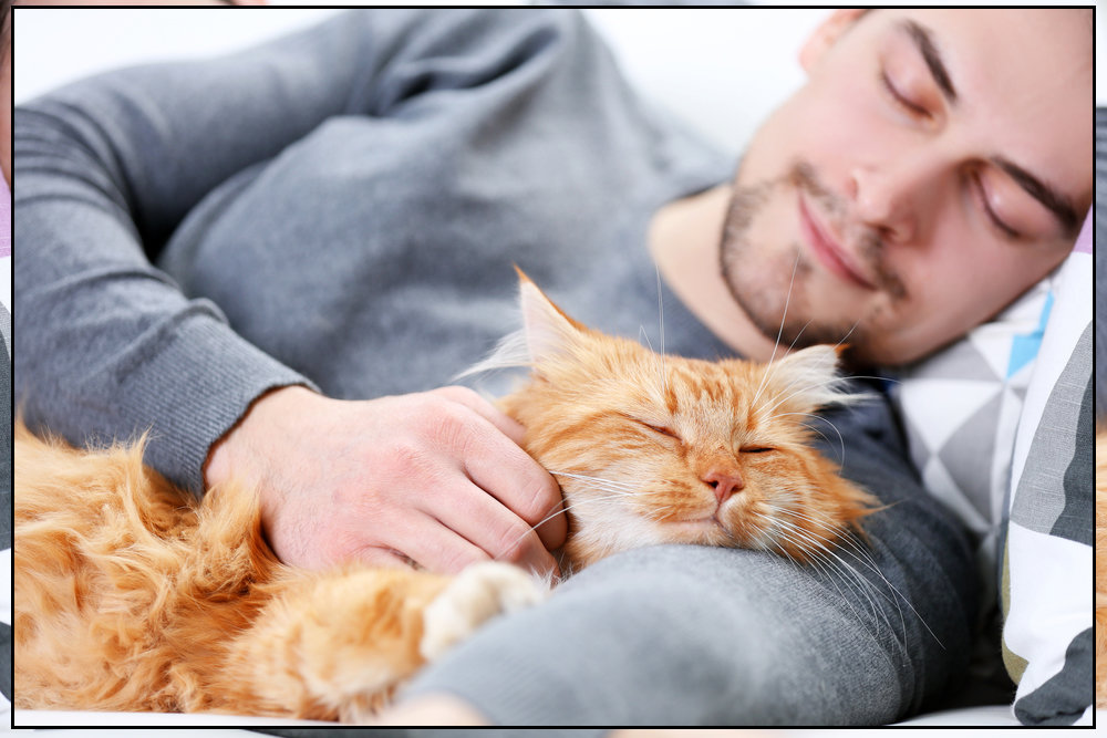Почему коты спят у головы хозяина