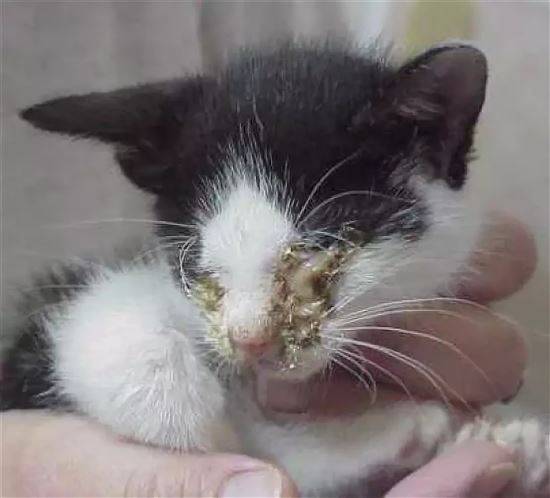 Симптомы и лечение панлейкопении у кошек в нижнем новгороде