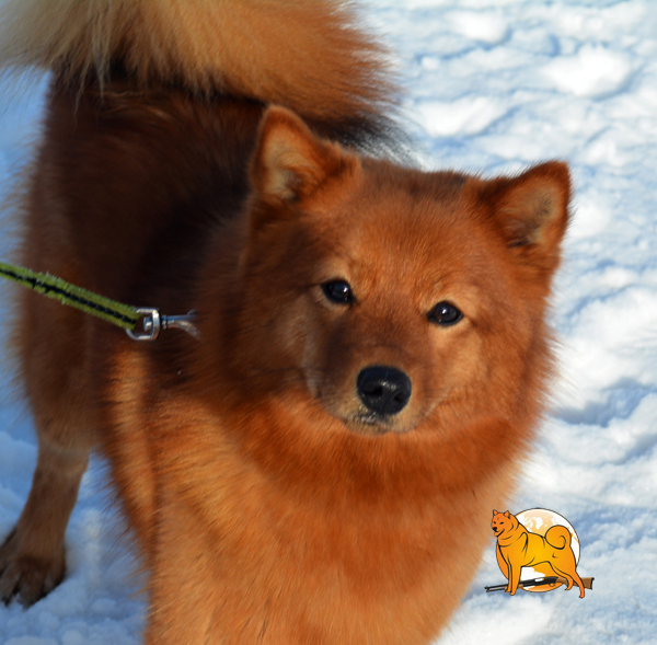 Карело-финская лайка или финский шпиц фото, купить щенка карельской лайки цена, описание породы, отзывы владельцев