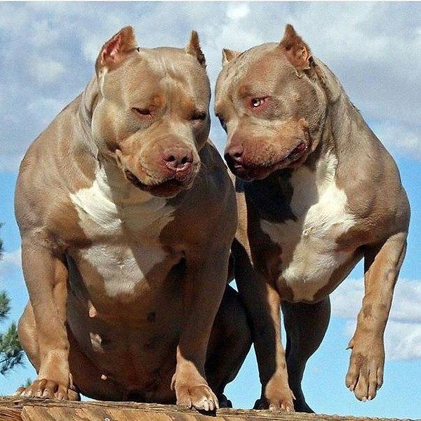 Породы бойцовских собак: фото и название, внешний вид и характер