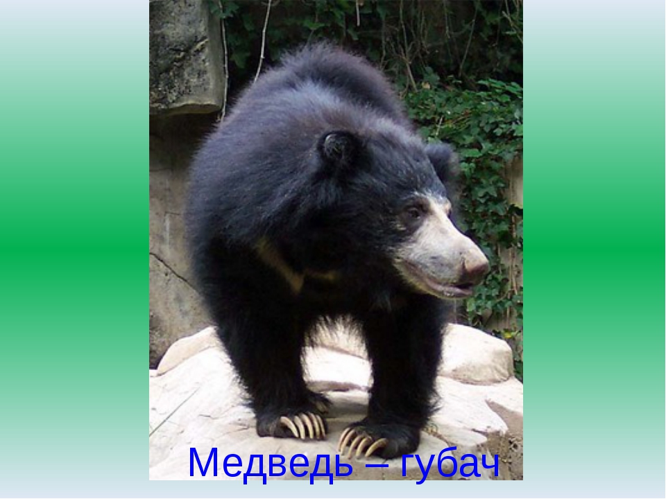 Бурый медведь животное. описание, особенности, образ жизни и среда обитания бурого медведя