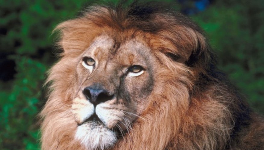 Интересные факты о льве. интересные факты о львах. топ 18 фактов