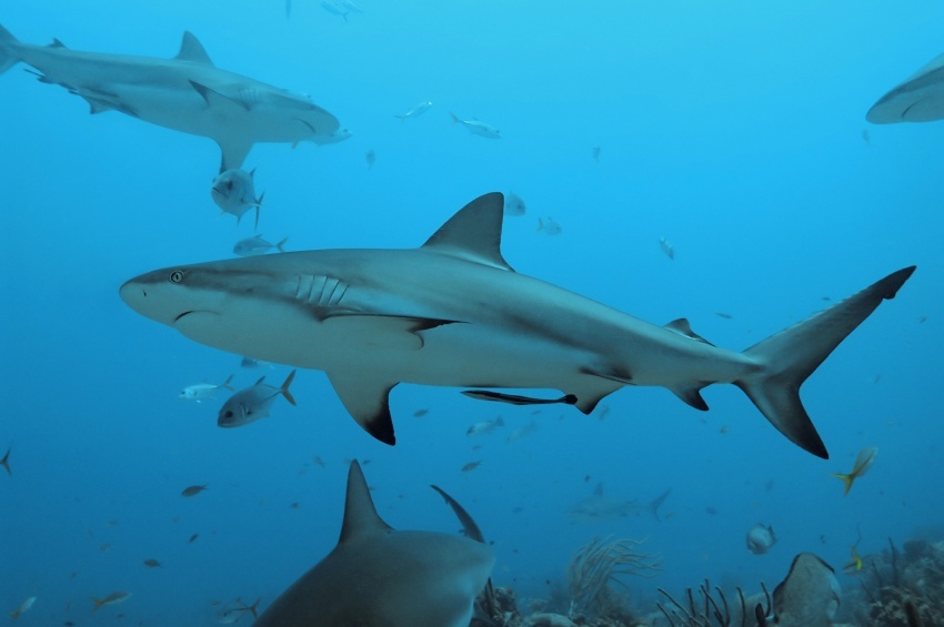Есть ли акулы в средиземном море? виды, опасность для человека | вся планета