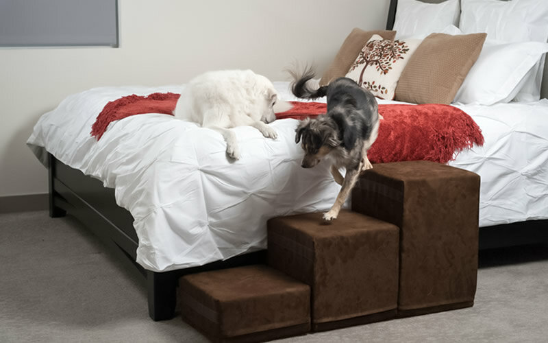 Где должна спать собака - советы, выбор кровати